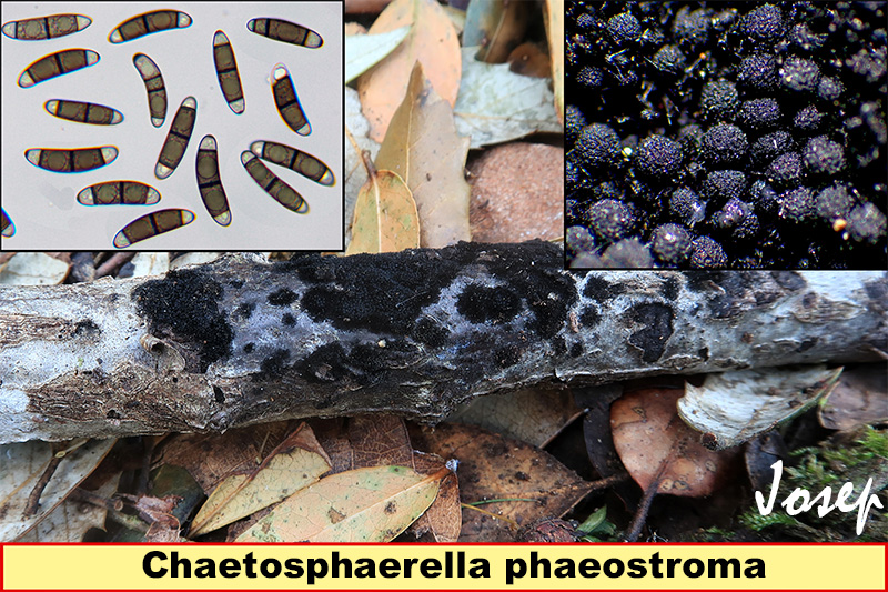 Chaetosphaerellaphaeostroma.jpg