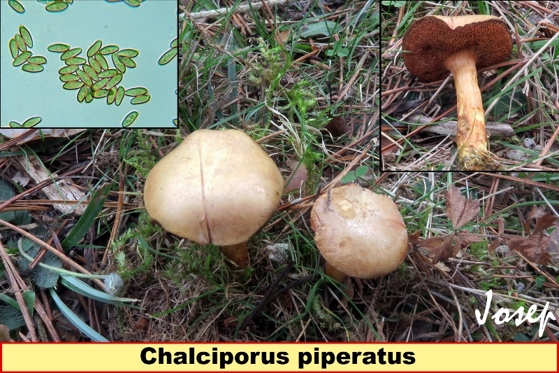 Chalciporuspiperatus800x533.jpg