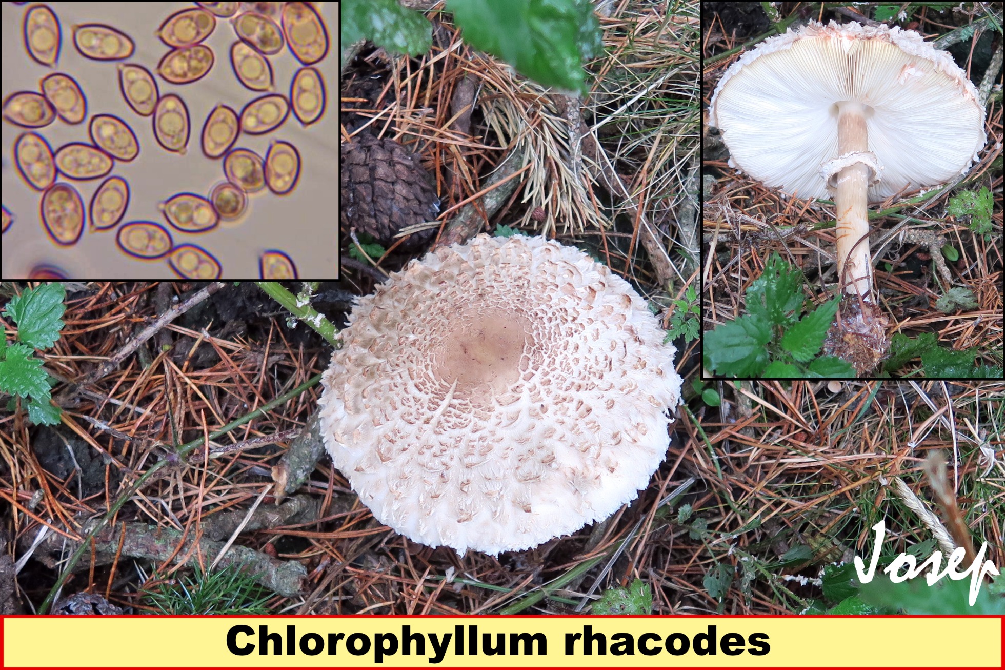 Chlorophyllumrhacodes_2021-09-17.jpg