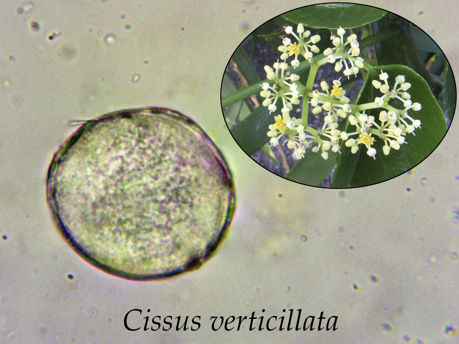 Cissusverticillata.jpg