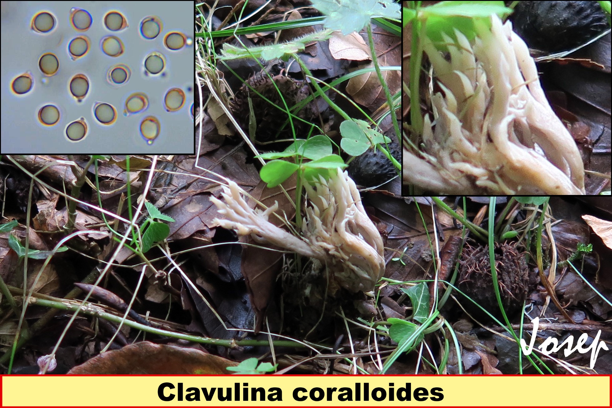 Clavulinacoralloides_2021-11-27.jpg