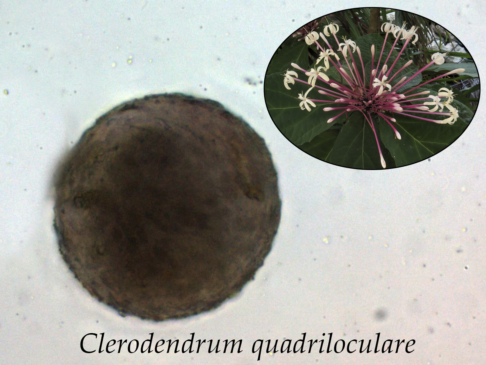 Clerodendrumquadriloculare.jpg