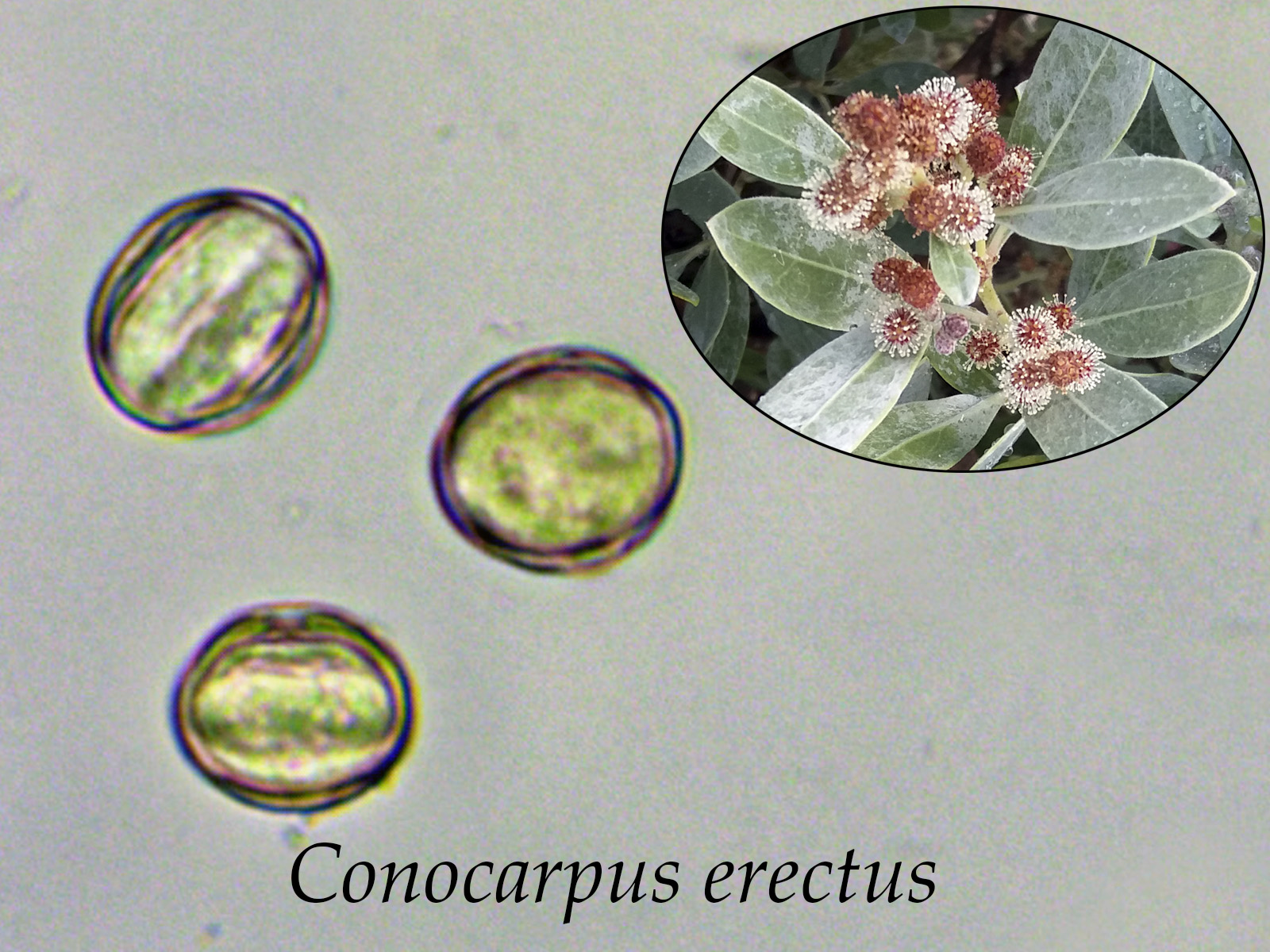 Conocarpuserectus.jpg