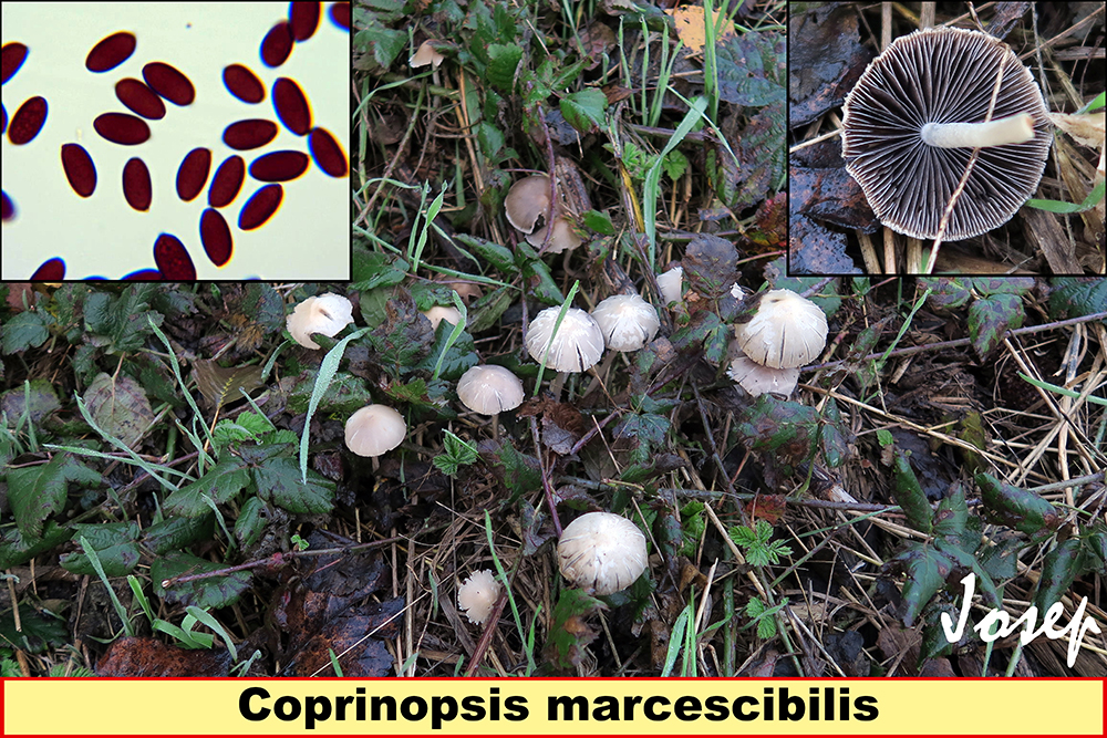 Coprinopsismarcescibilis_2019-12-31.jpg