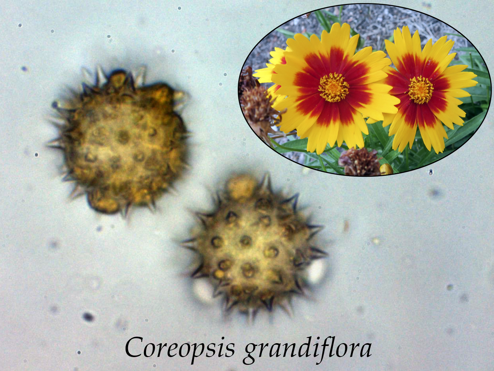 Coreopsisgrandiflora.JPG