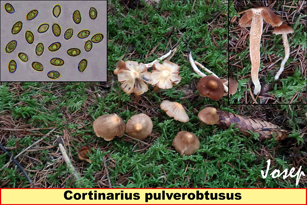 Cortinariuspulverobtusus.jpg