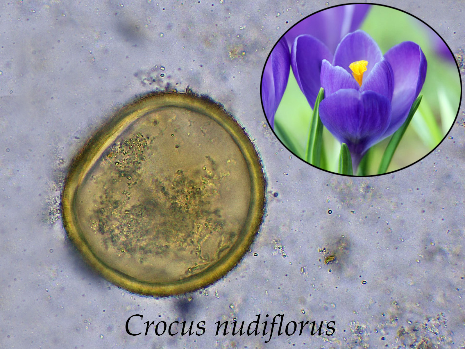 Crocusnudiflorus.jpg