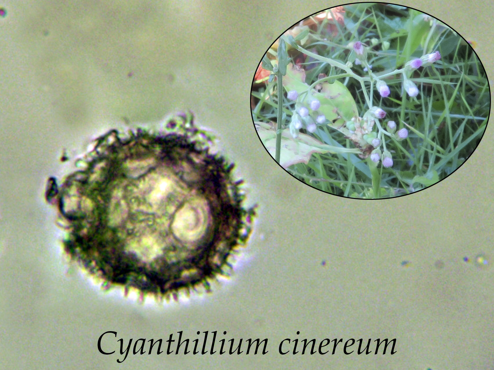 Cyanthilliumcinereum.jpg