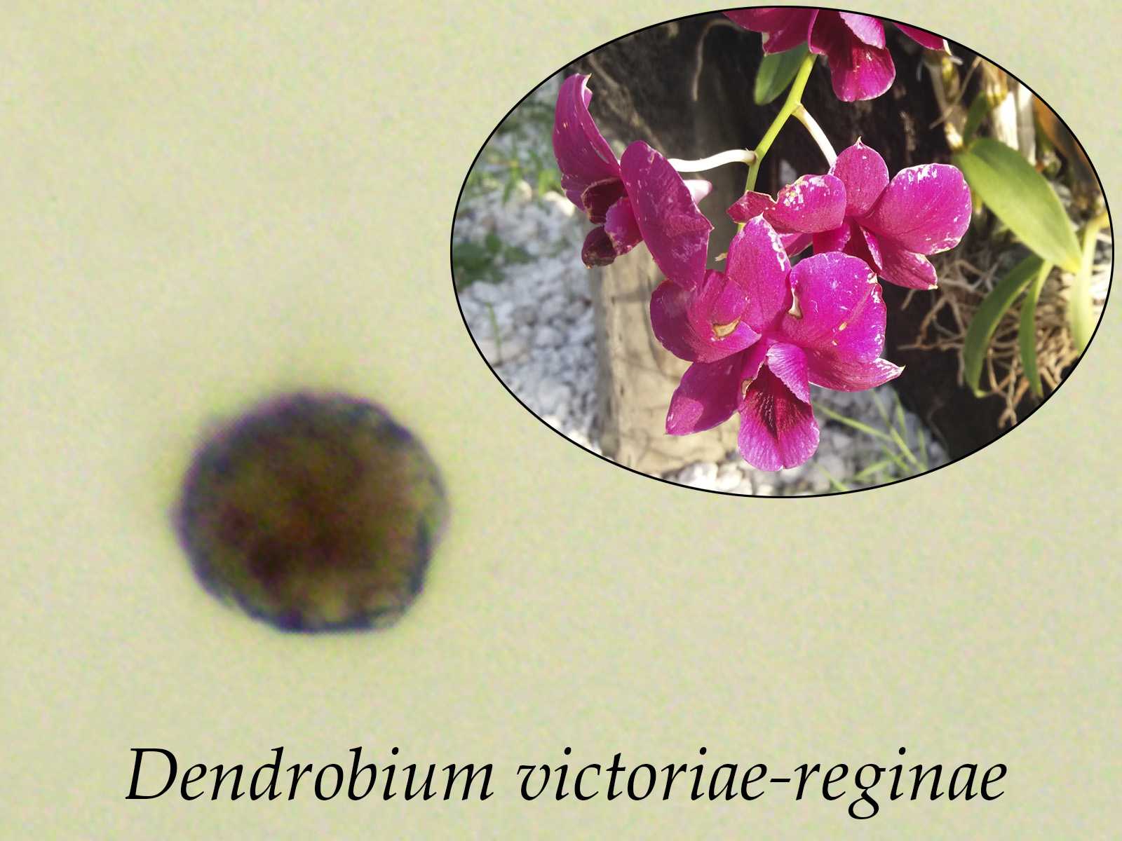 Dendrobiumvictoriae-reginae.jpg