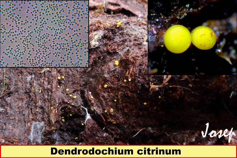 Dendrodochiumcitrinum800x533.jpg