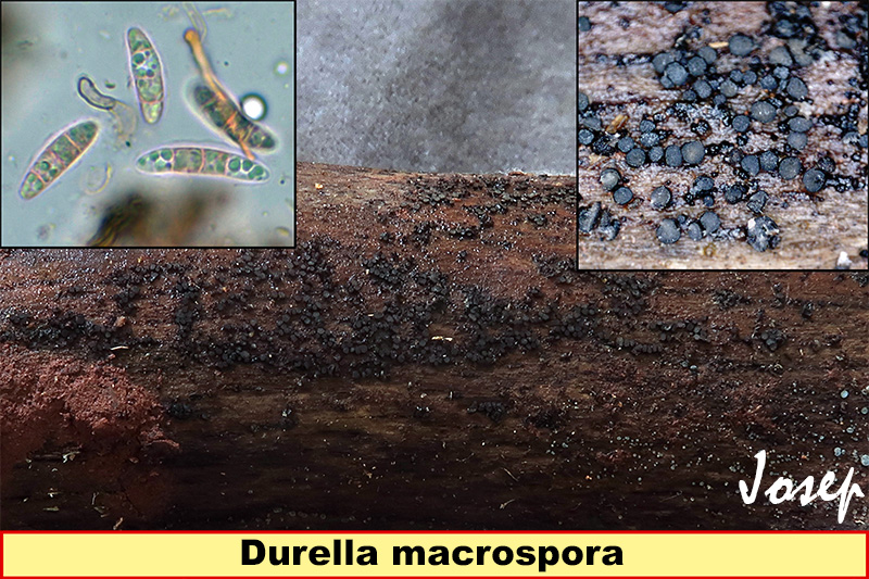Durellamacrospora.jpg