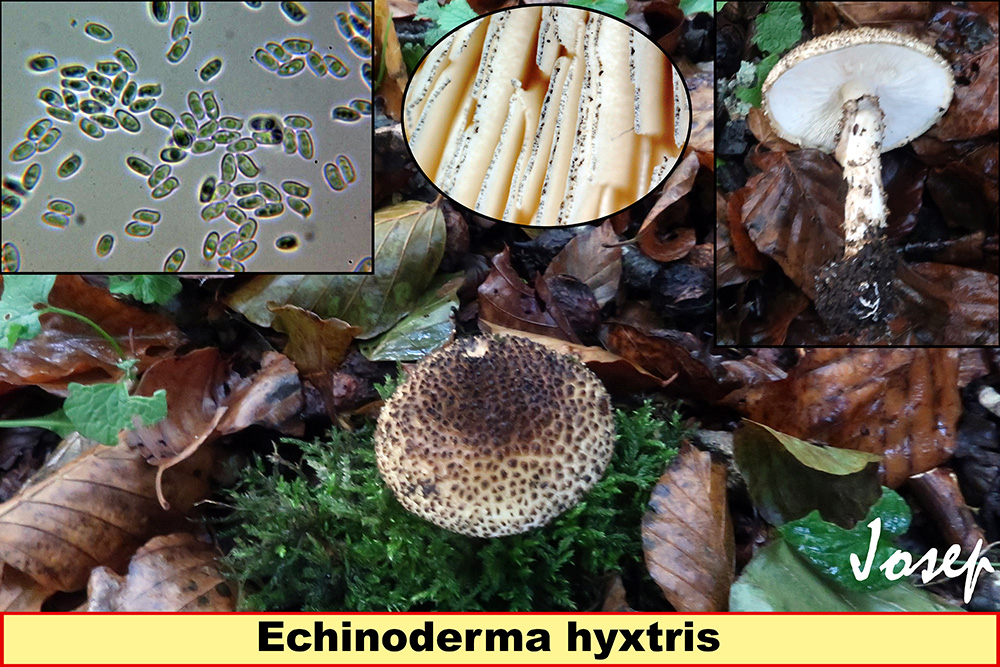 Echinodermahyxtris.jpg