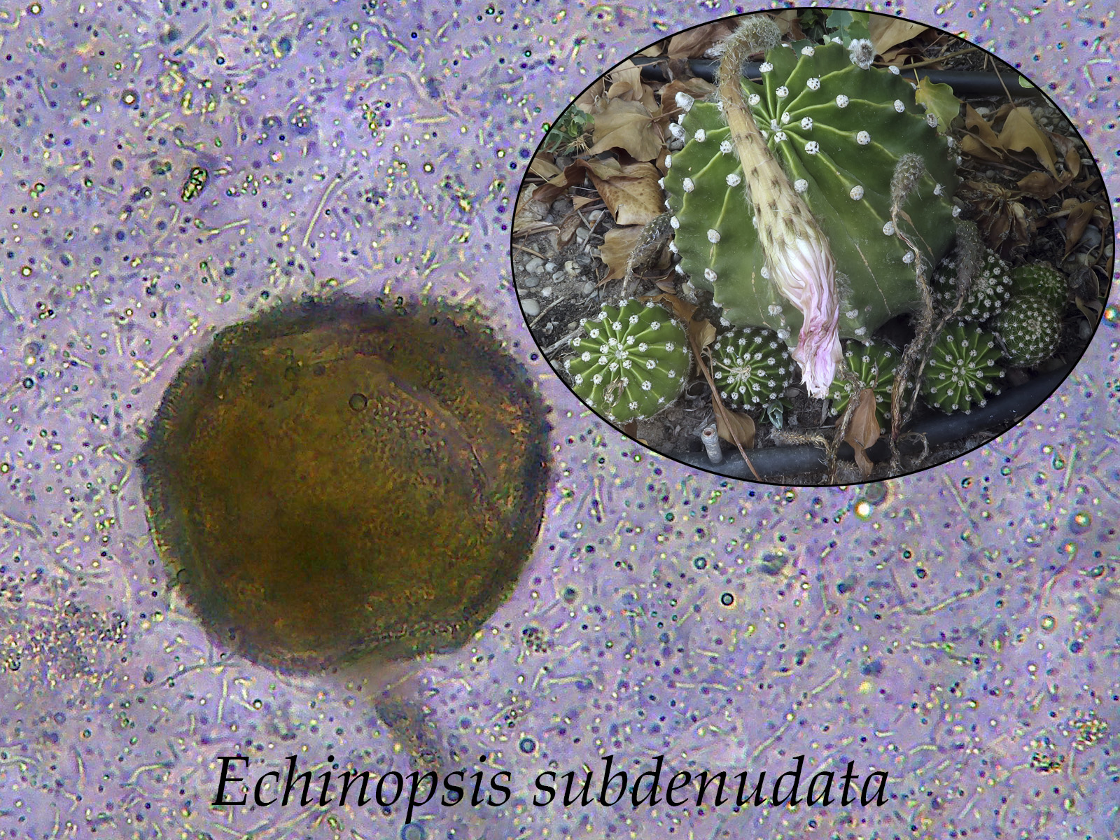 Echinopsissubdenudata.jpg
