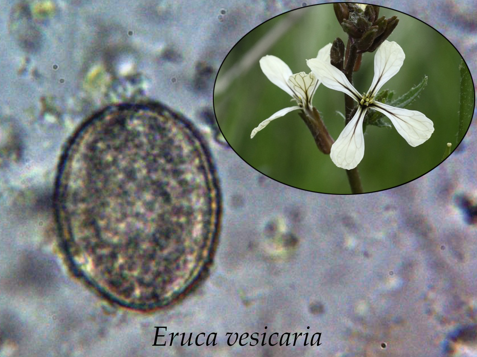 Erucavesicaria.jpg
