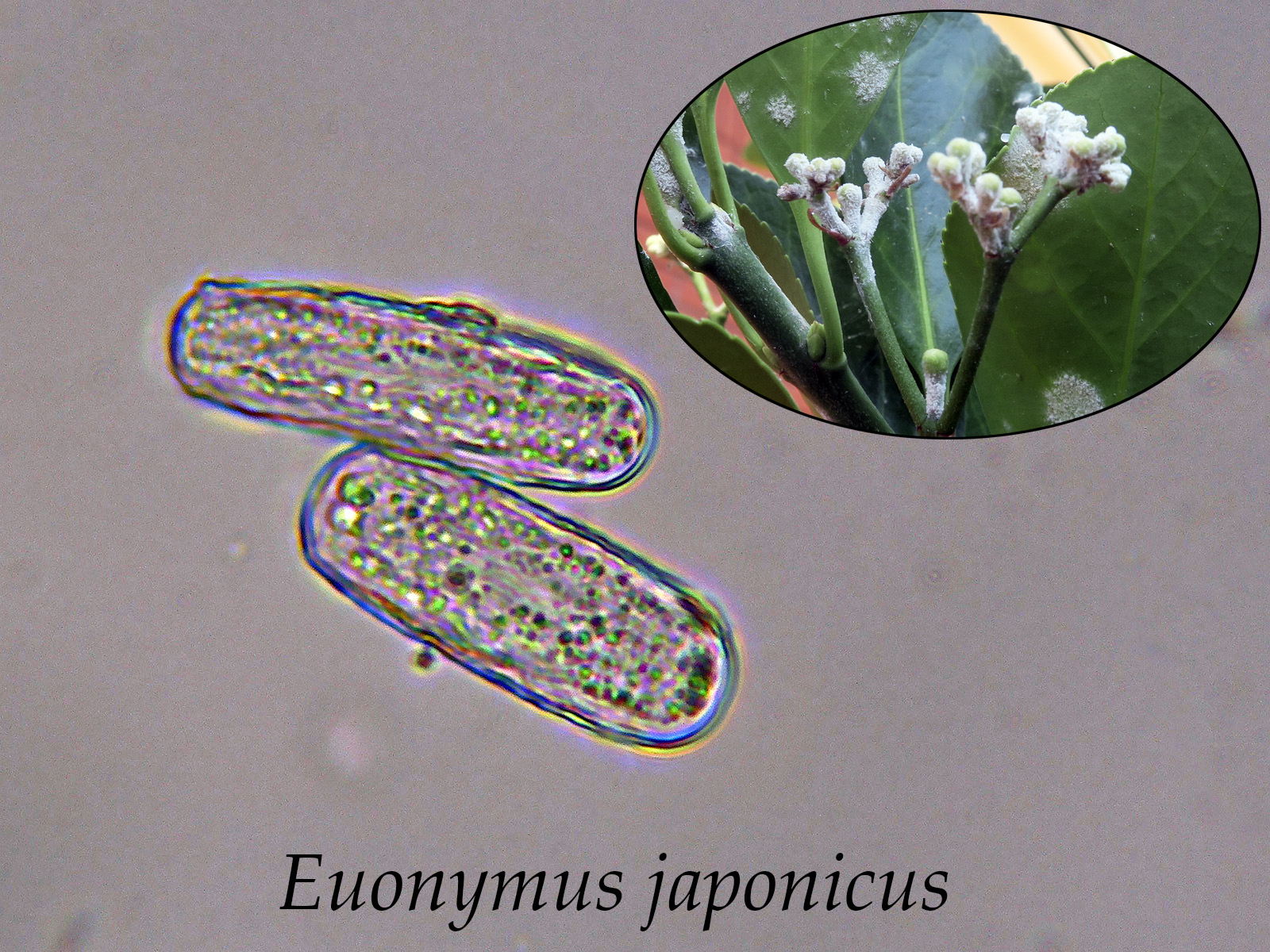 Euonymusjaponicus.jpg
