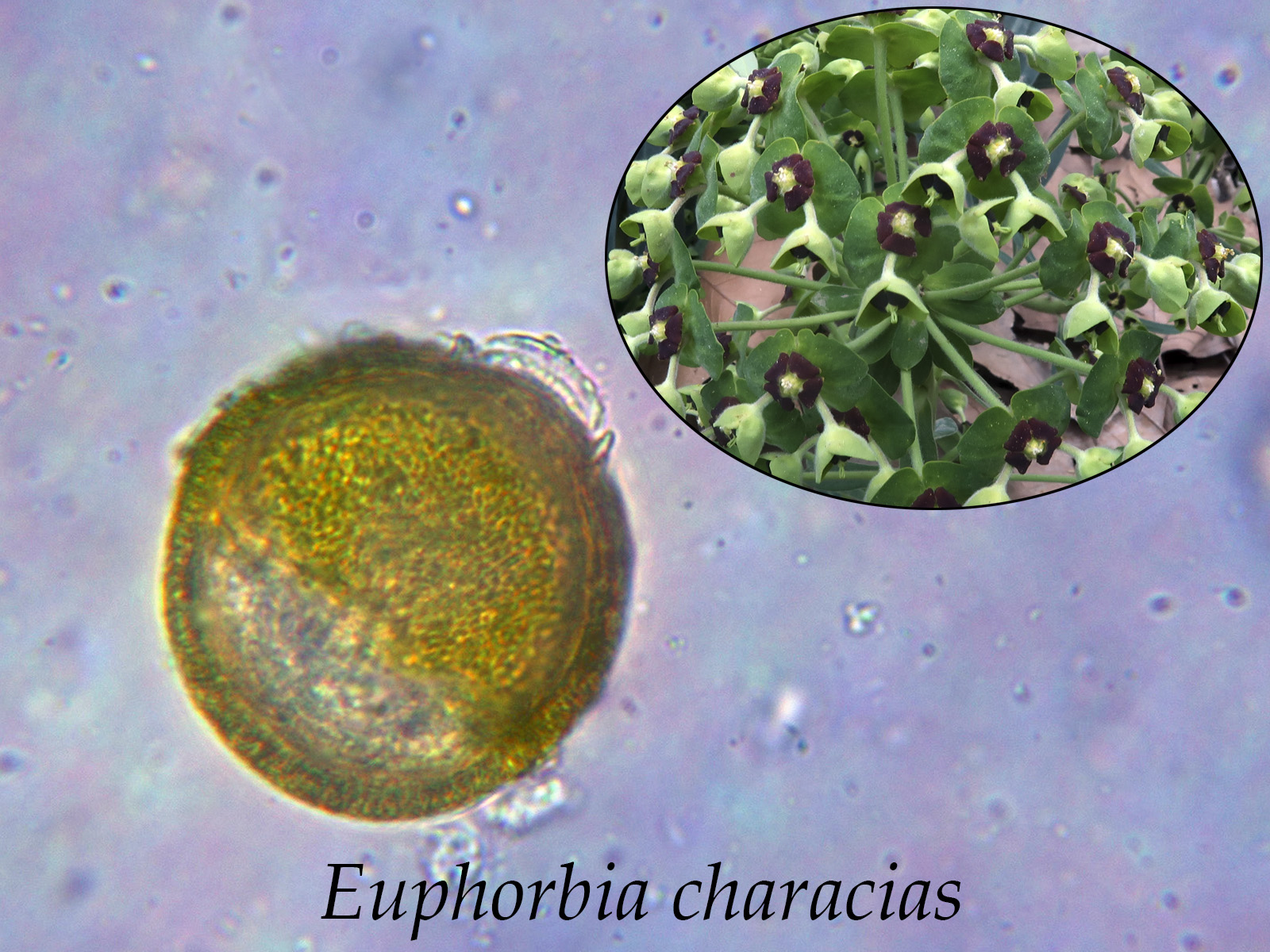 Euphorbiacharacias.jpg