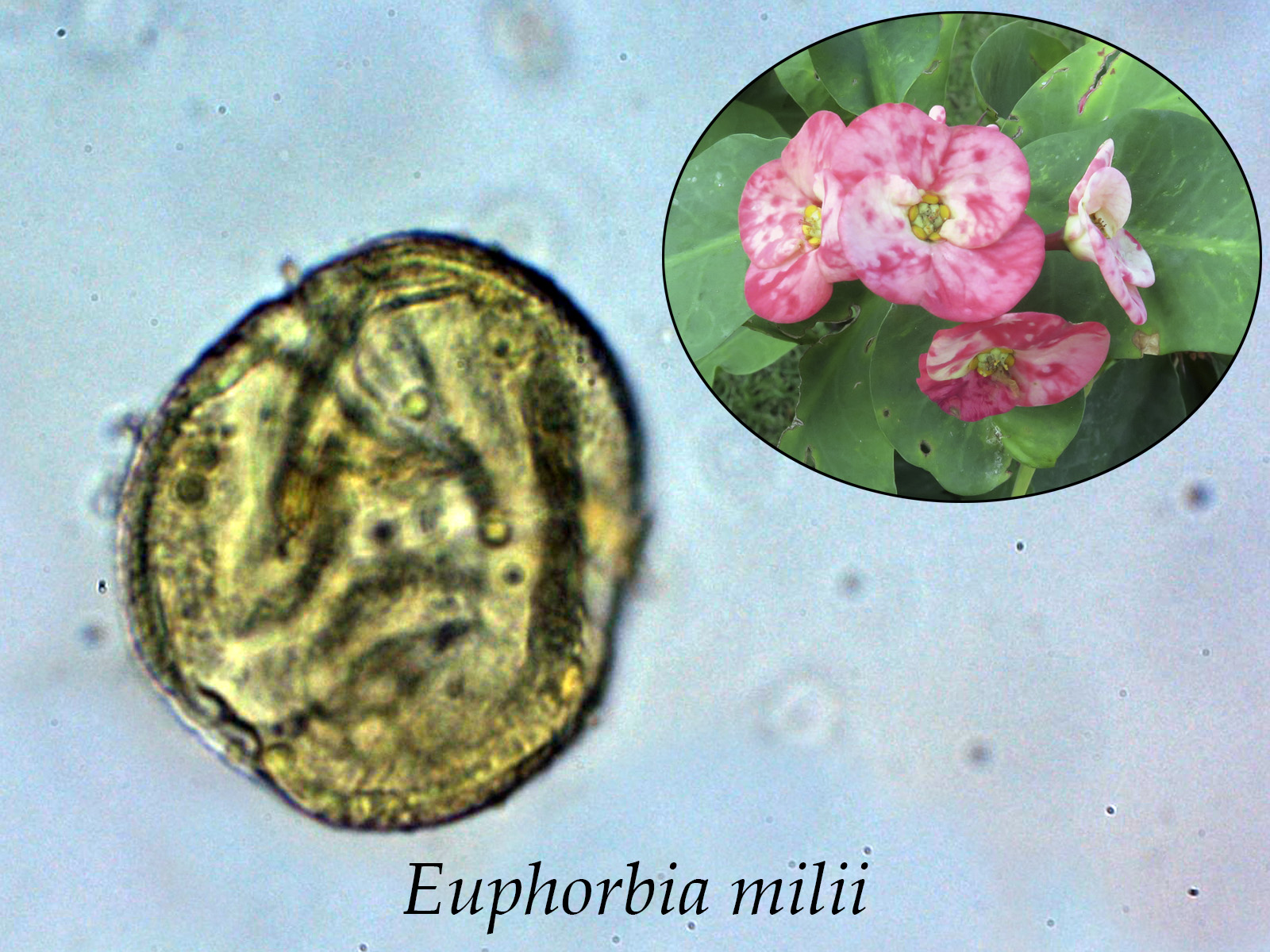 Euphorbiamilii.jpg