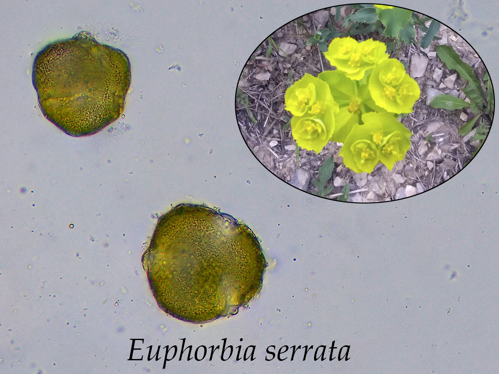 Euphorbiaserrata.jpg