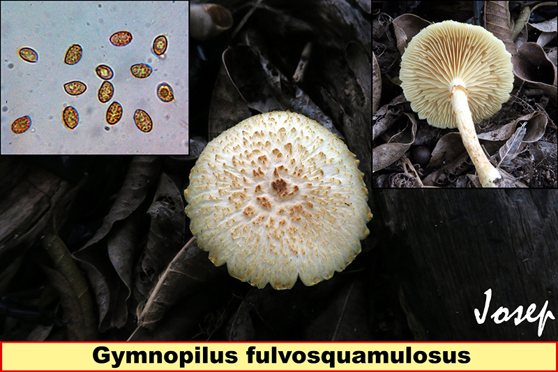Gymnopilusfulvosquamulosus.jpg