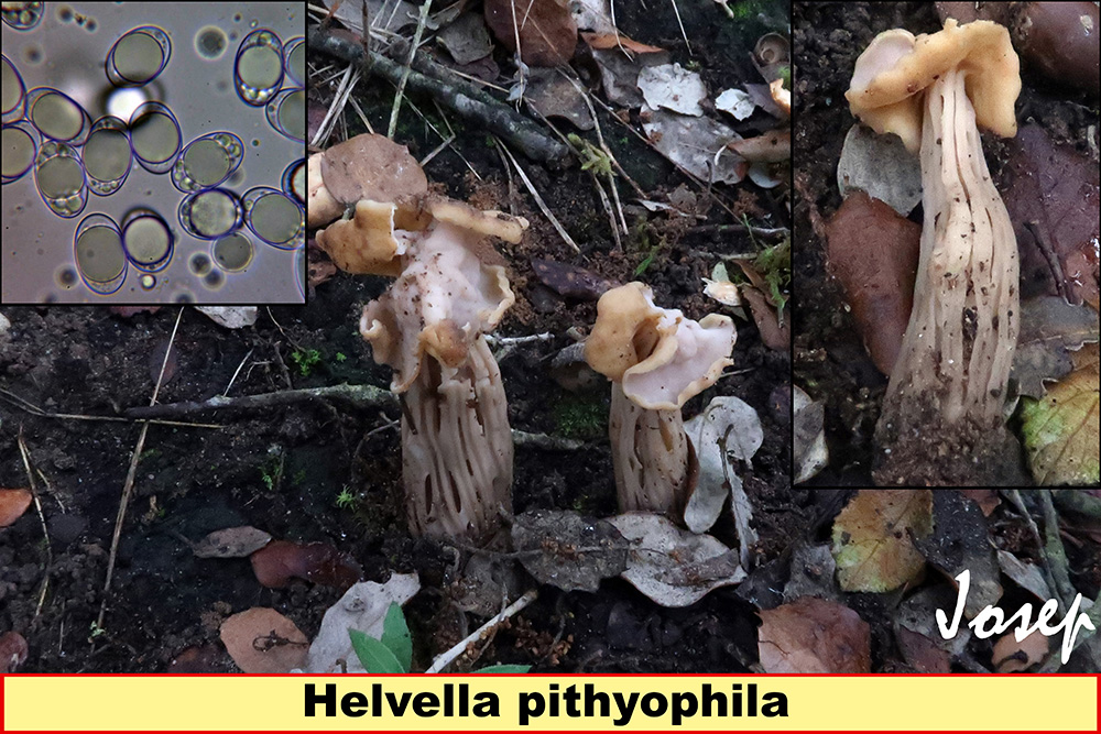 Helvellapithyophila.jpg