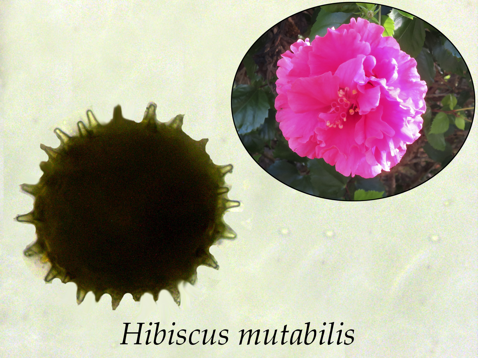 Hibiscusmutabilis.jpg