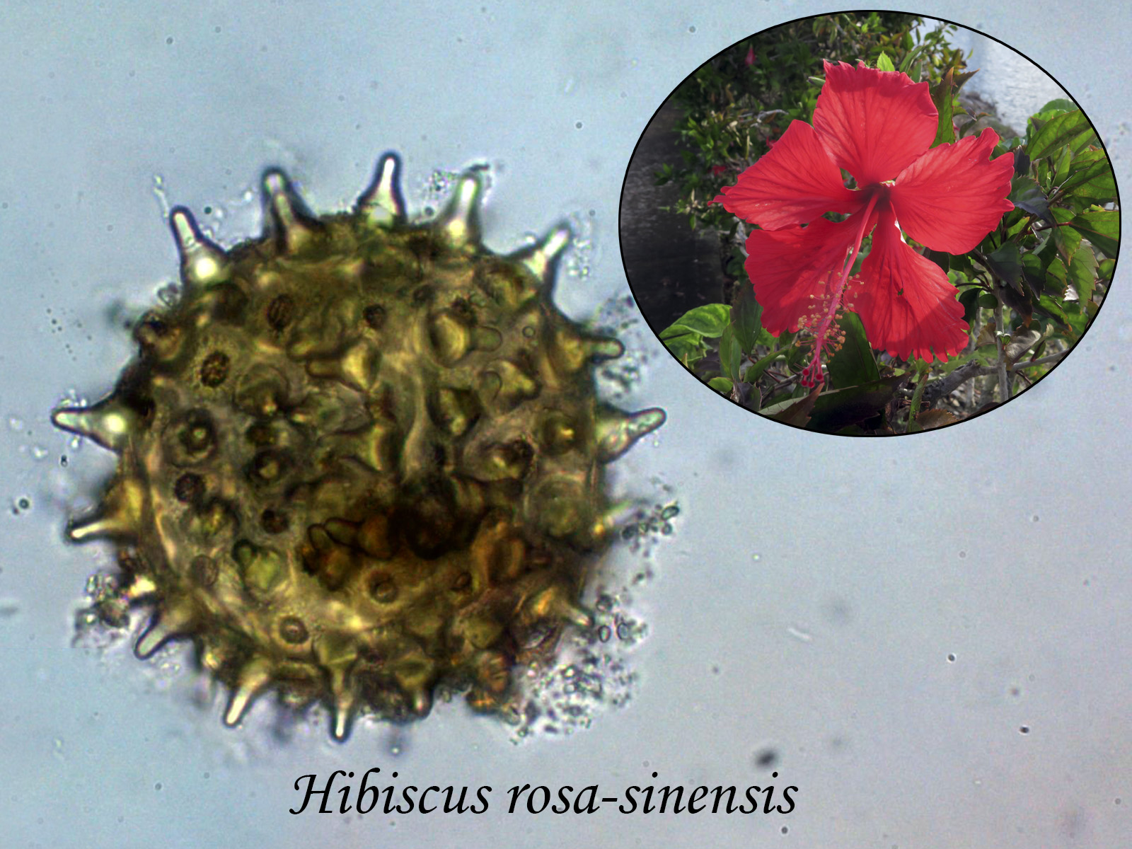 Hibiscusrosa-sinensis_2022-05-11.jpg