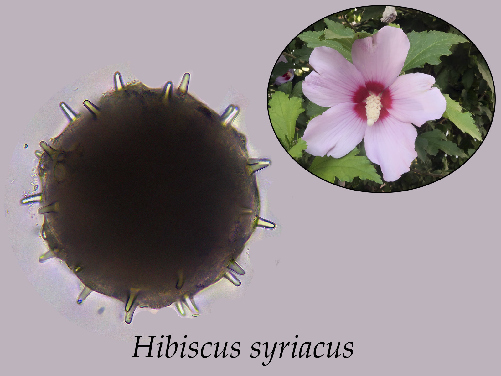 Hibiscussyriacus.jpg
