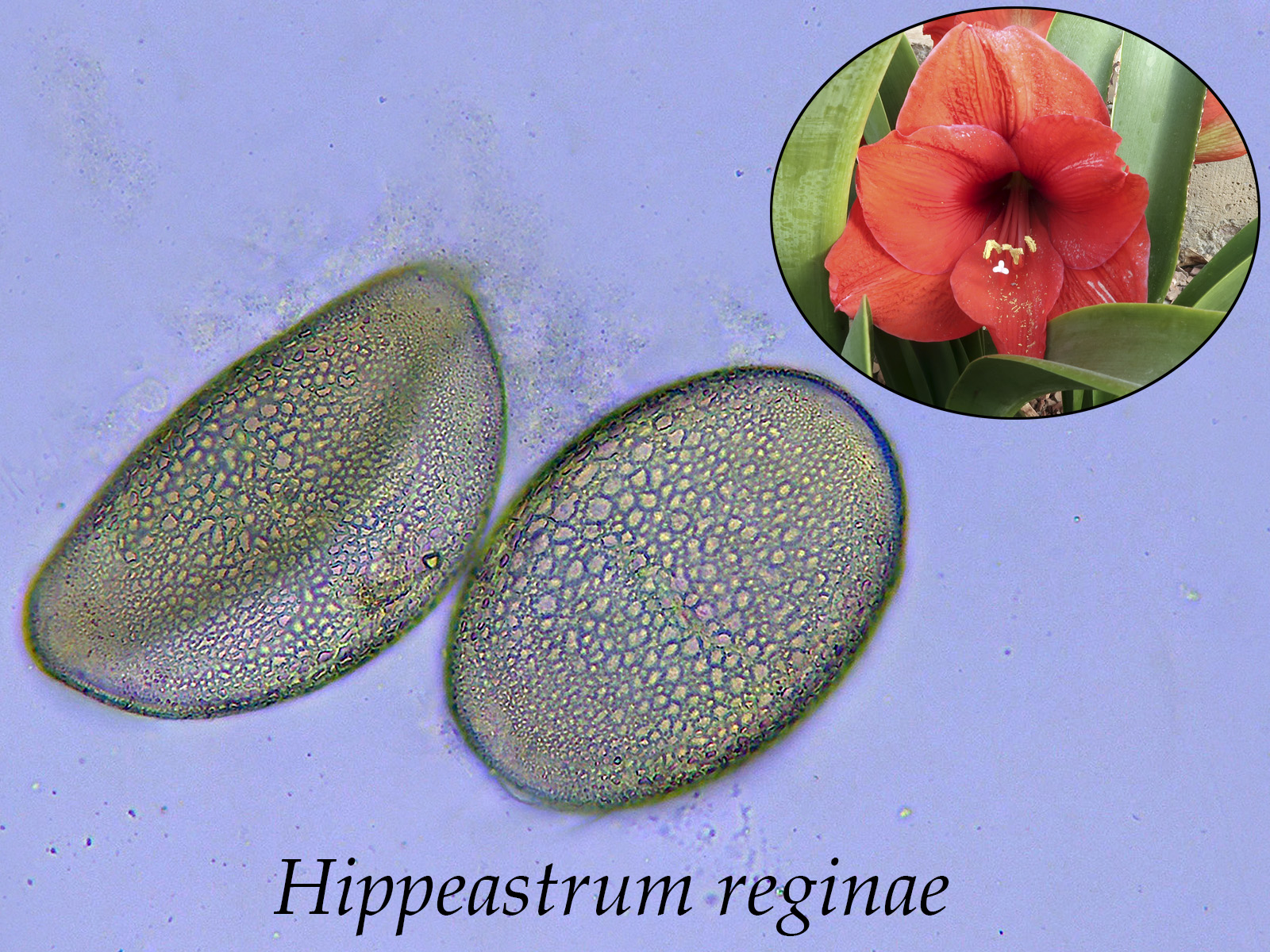 Hippeastrumreginae.jpg