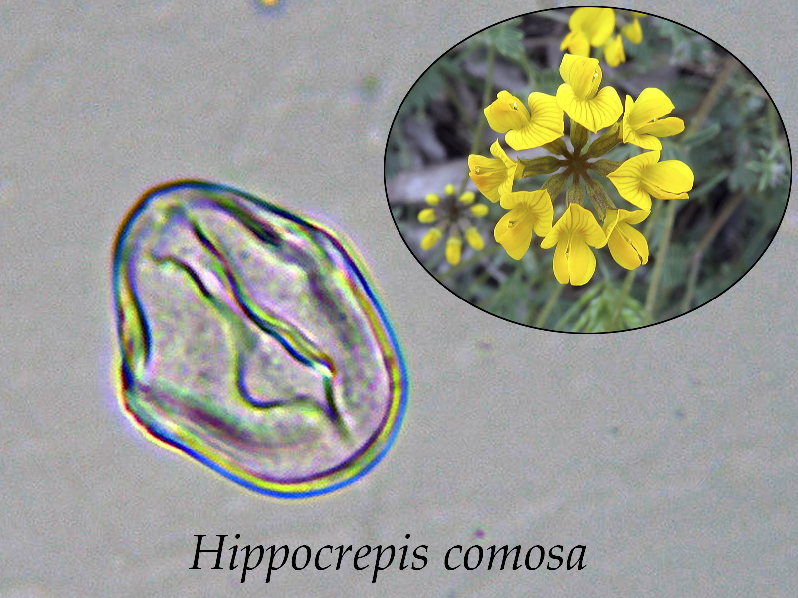 Hippocrepiscomosa_2022-05-11.JPG