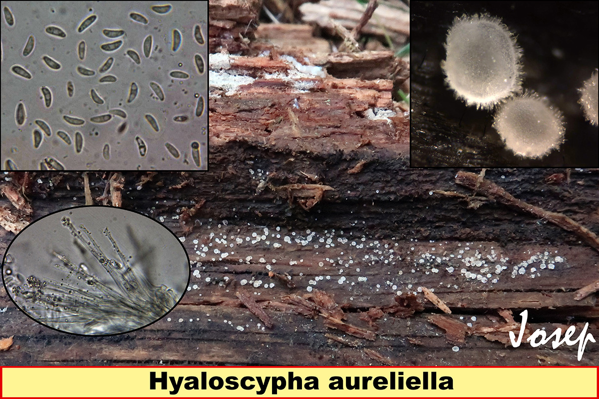 Hyaloscyphaaureliella.jpg