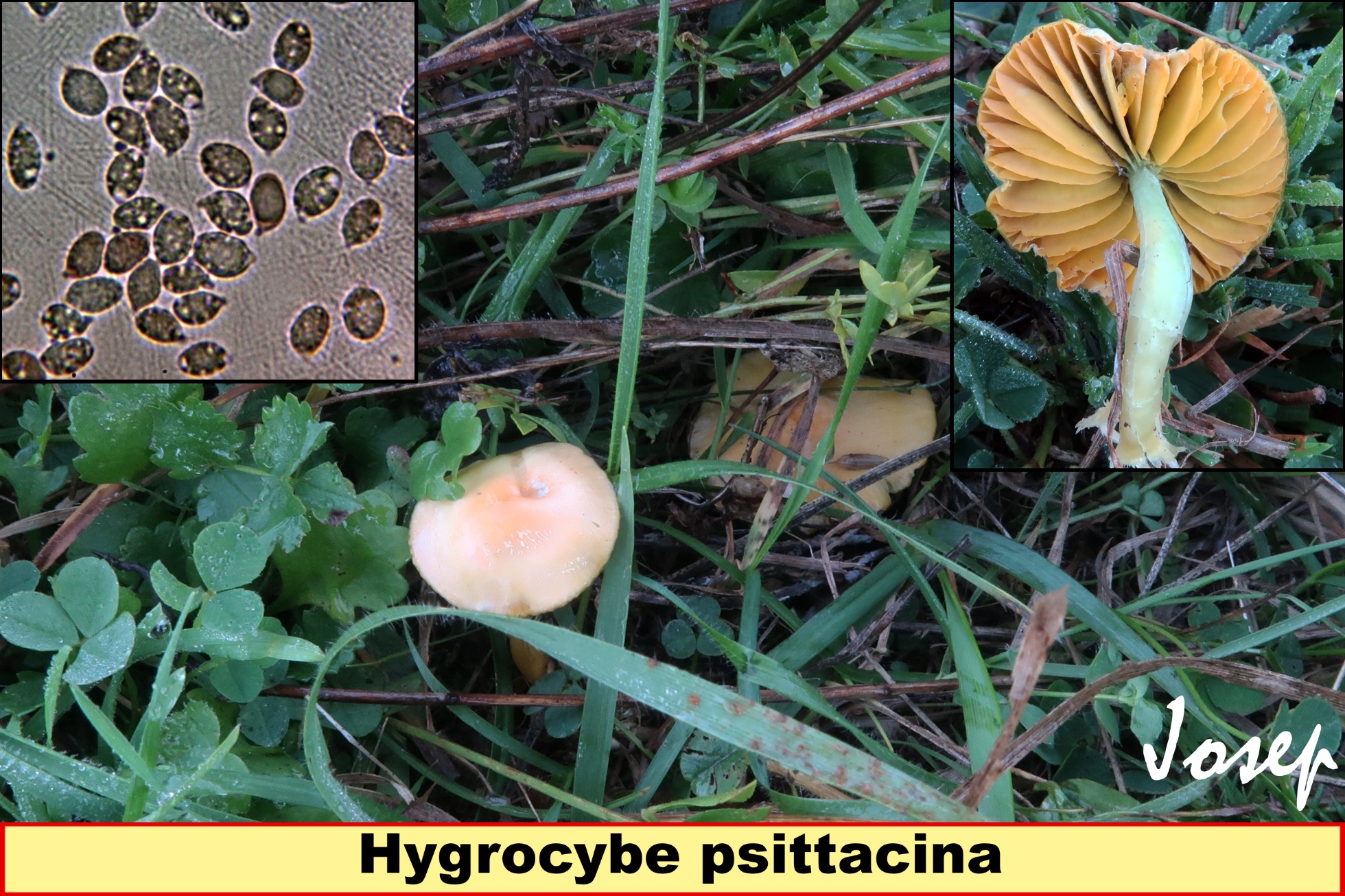 Hygrocybepsittacina.jpg