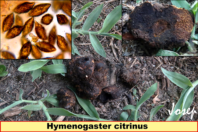 Hymenogastercitrinus.jpg