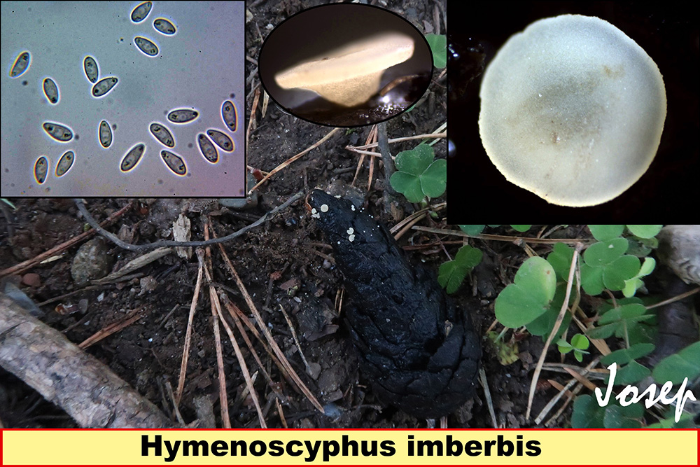 Hymenoscyphusimberbis.jpg