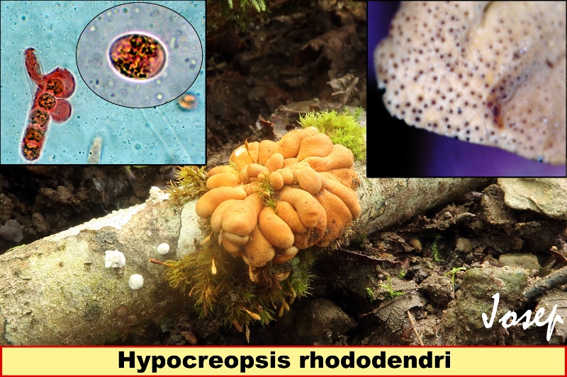 Hypocreopsisrhododendri800x533.jpg