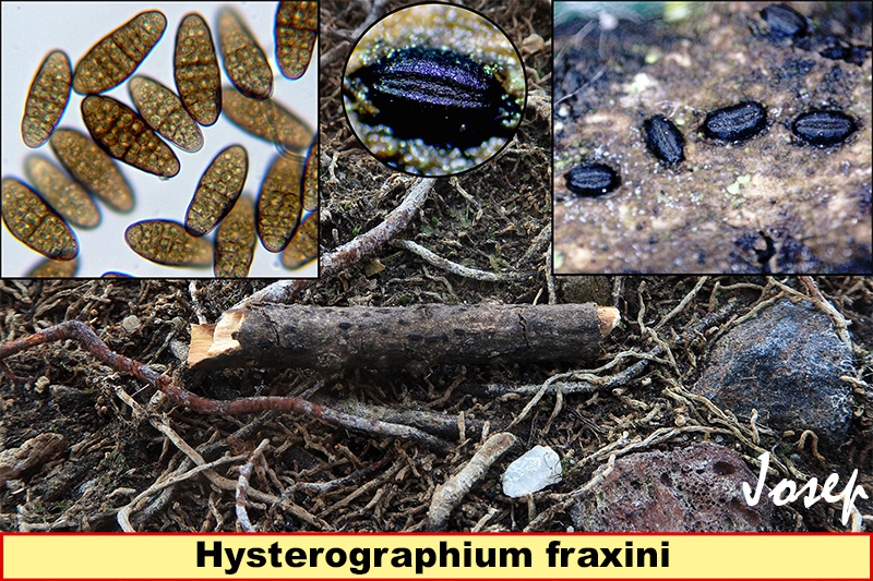Hysterographiumfraxini.jpg