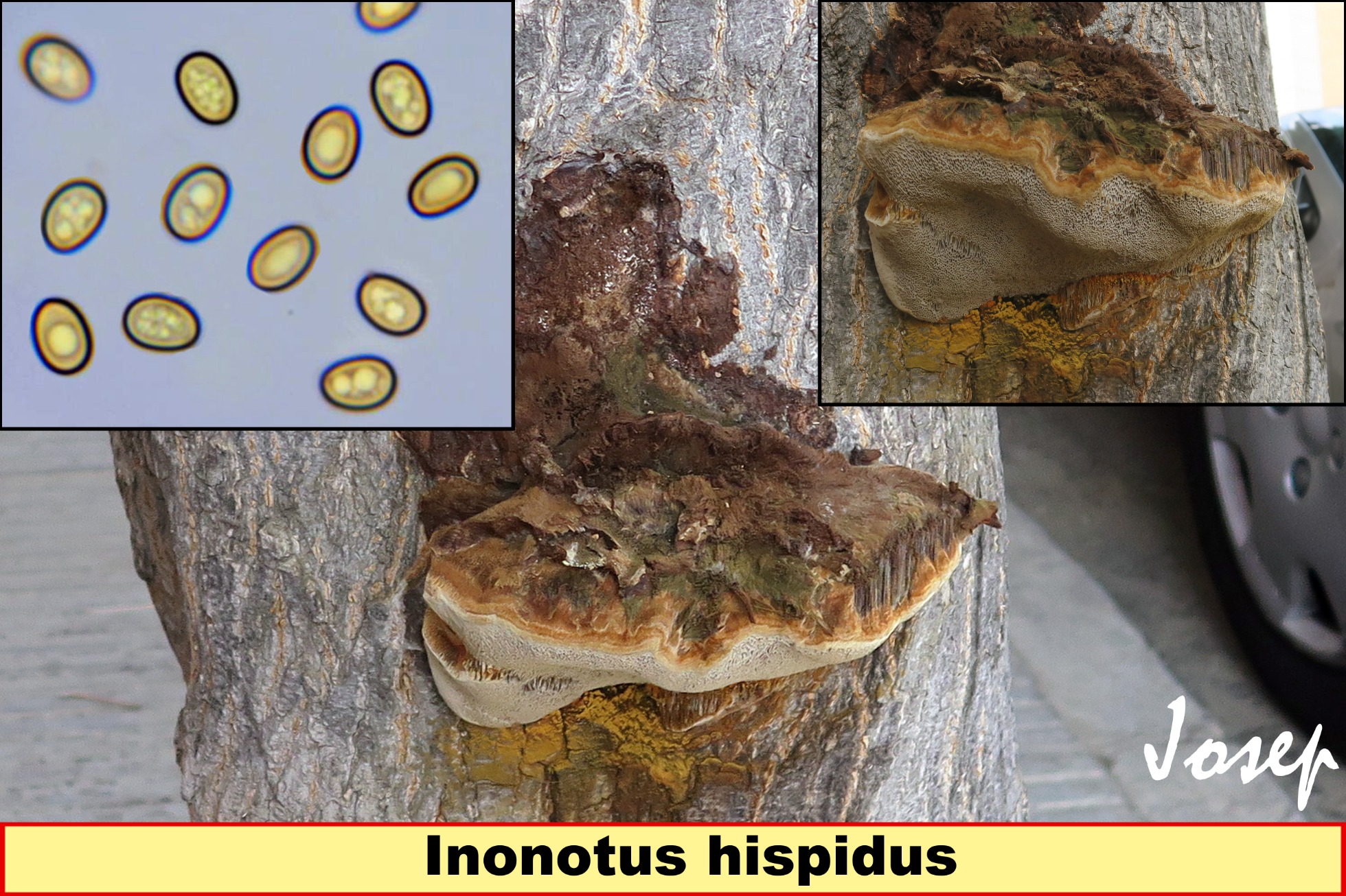 Inonotushispidus_2021-10-19.jpg