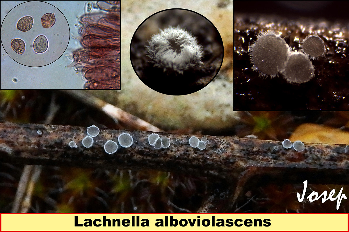 Lachnellaalboviolascens_2018-12-30.jpg