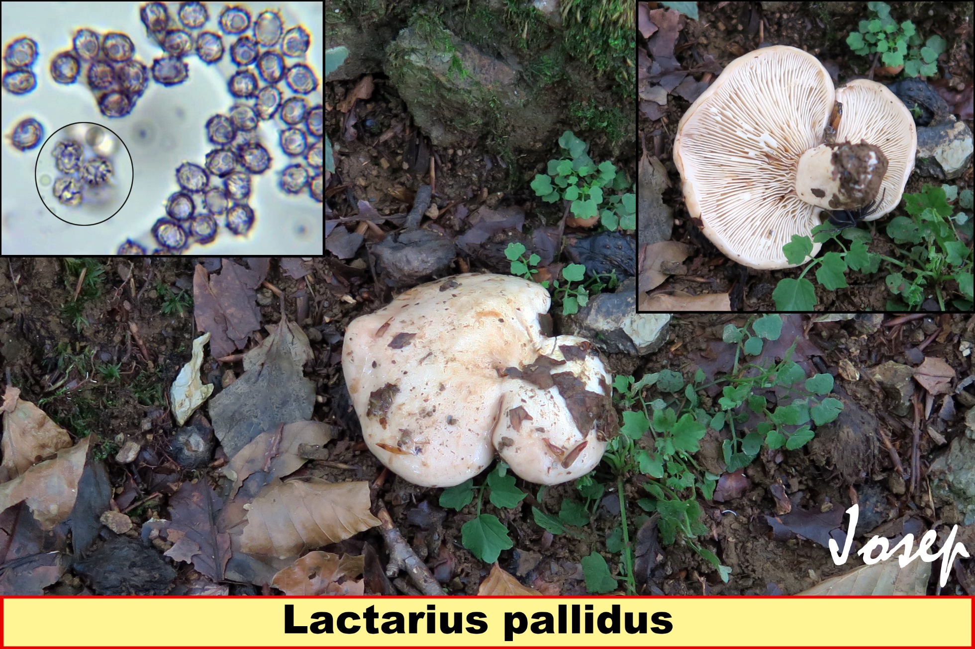 Lactariuspallidus_2021-08-31.jpg