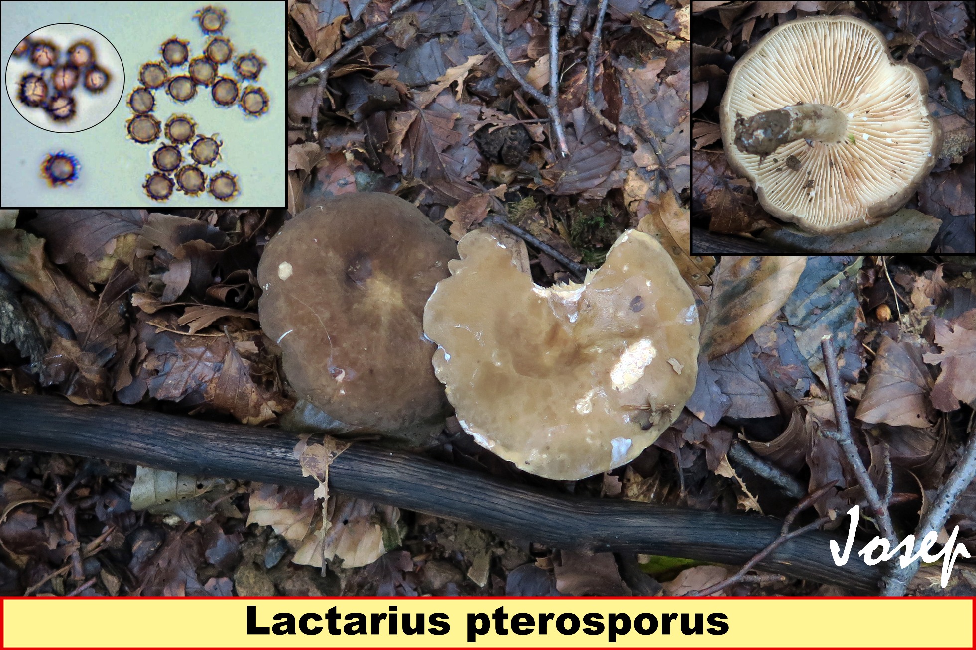 Lactariuspterosporus.jpg