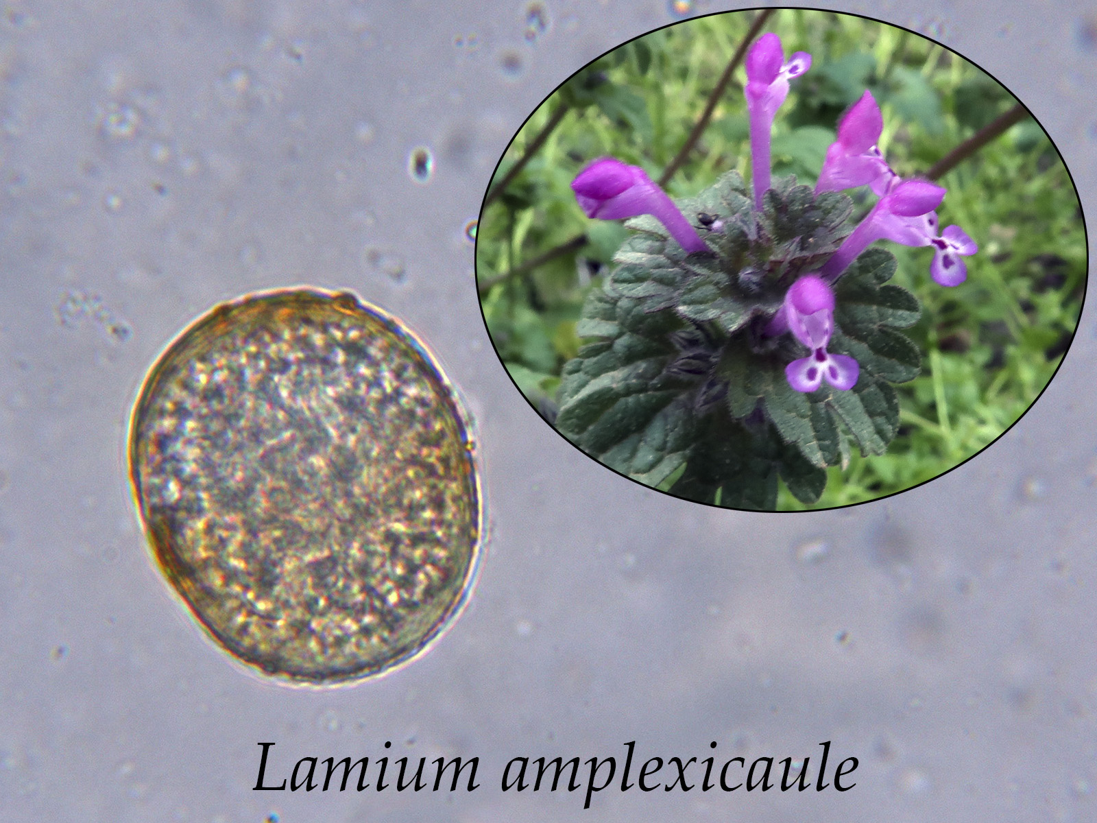 Lamiumamplexicaule_2022-05-11.jpg