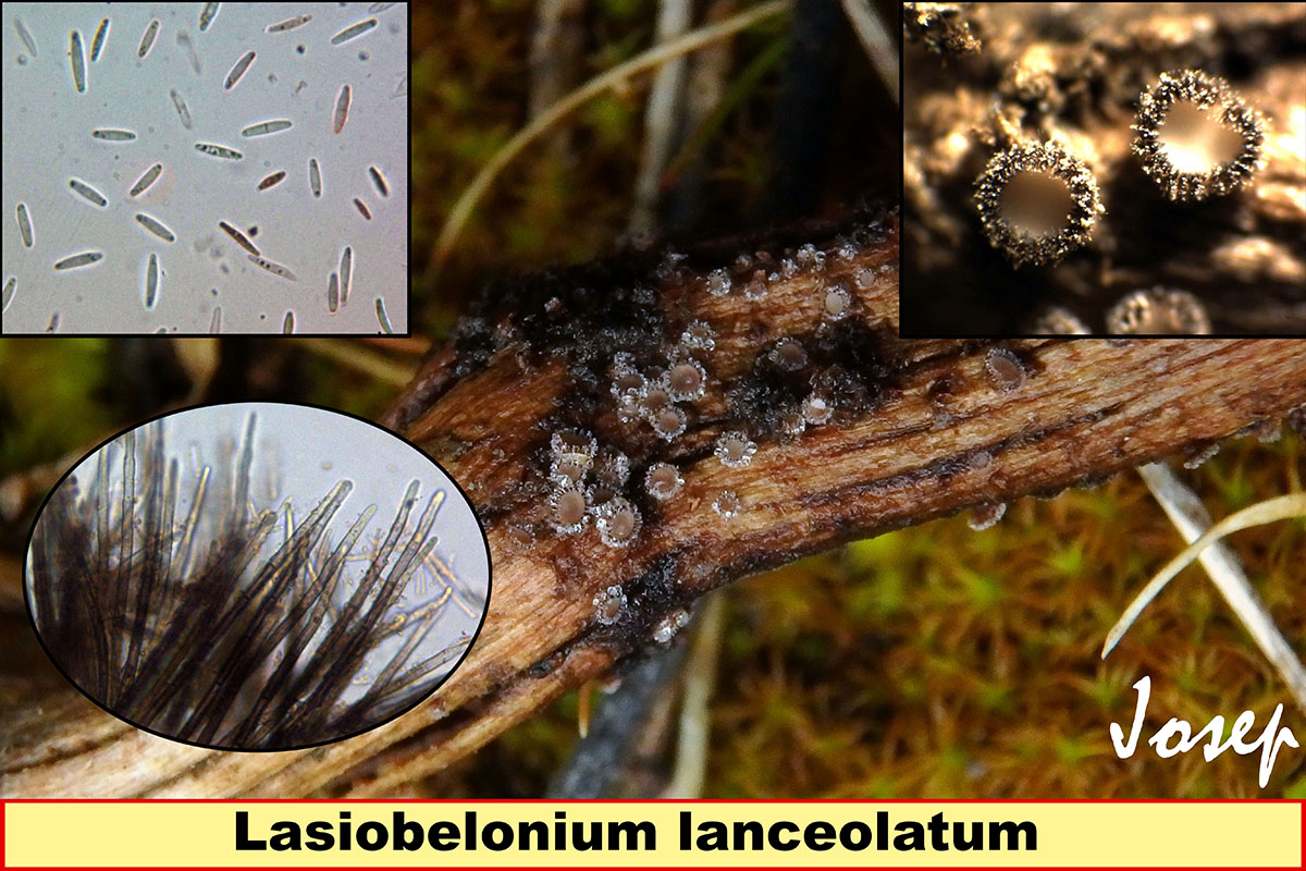 Lasiobeloniumlanceolatum_2018-12-30.jpg
