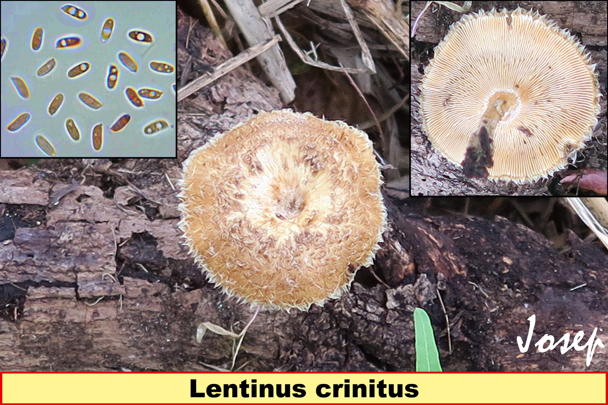 Lentinuscrinitus_2022-07-07.jpg