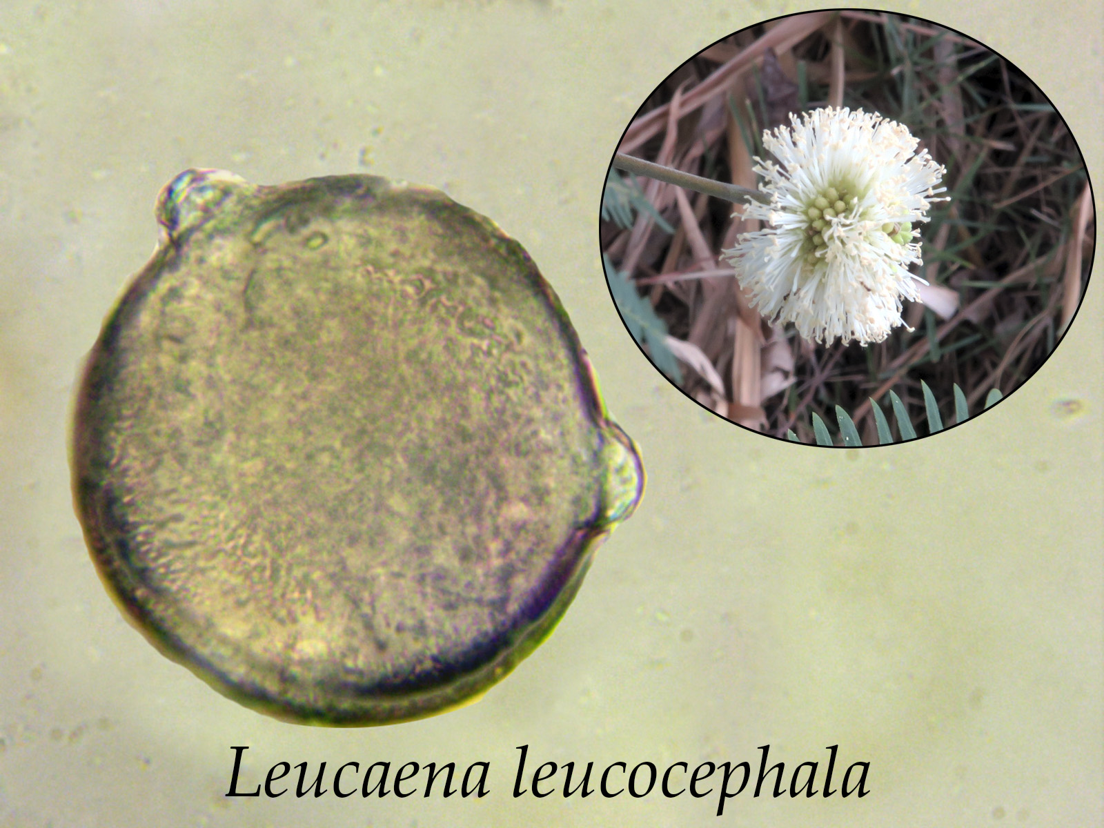 Leucaenaleucocephala.jpg