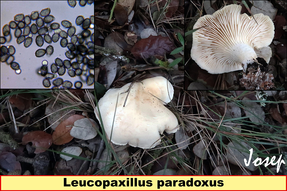 Leucopaxillusparadoxus.jpg