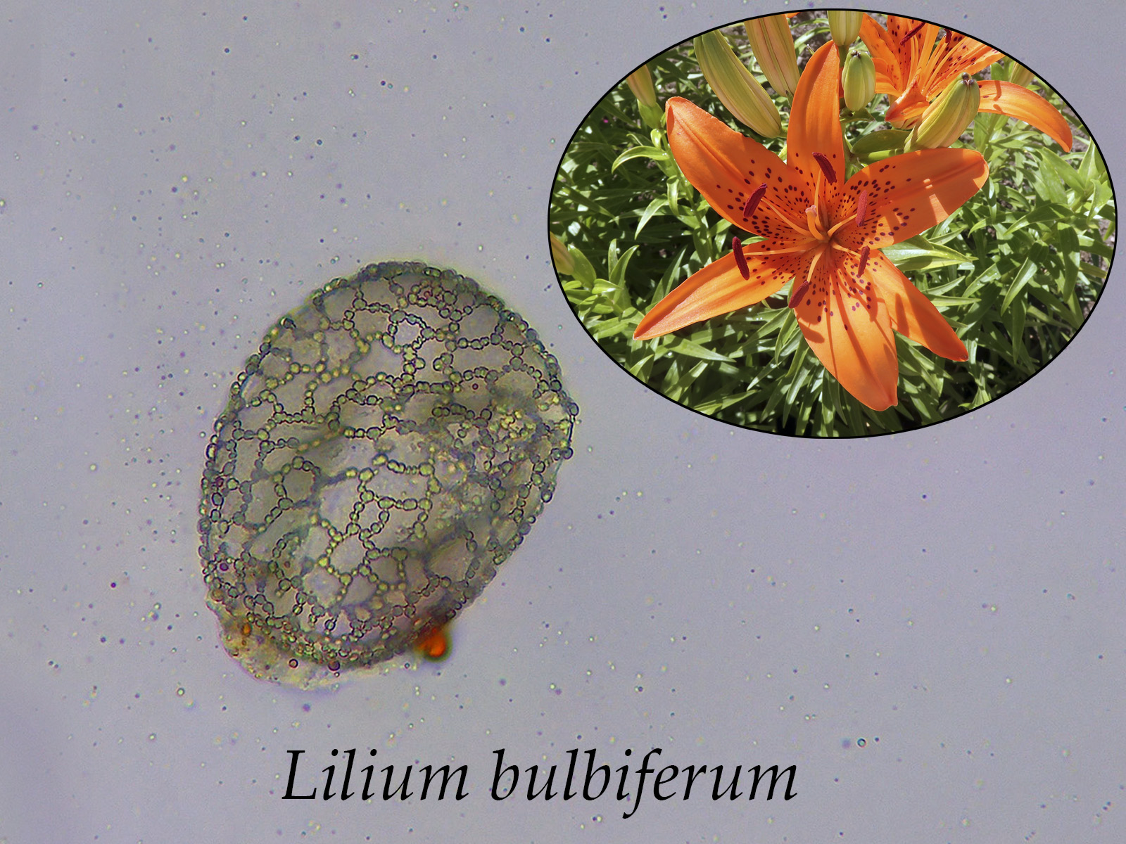 Liliumbulbiferum.jpg