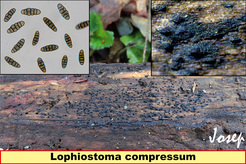 Lophiostomacompressum.jpg