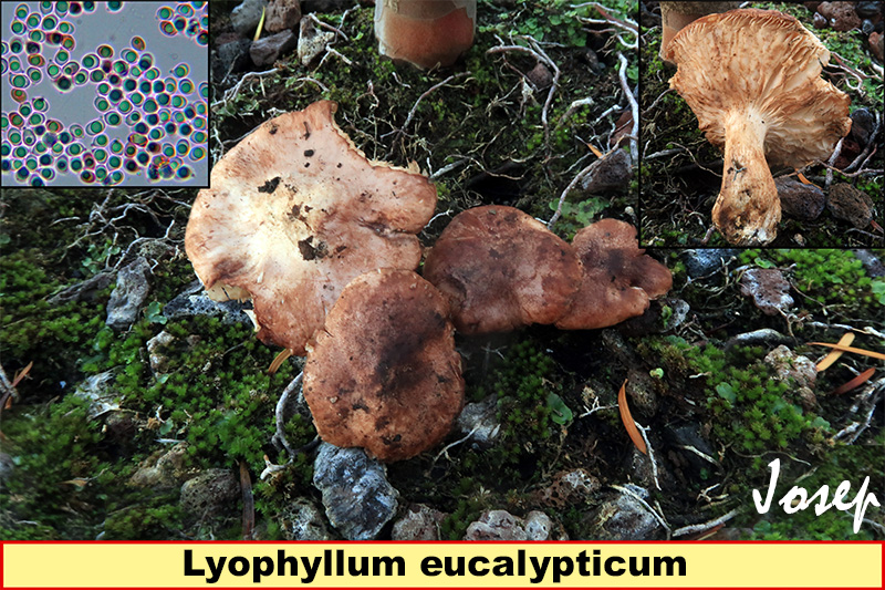 Lyophyllumeucalypticum.jpg