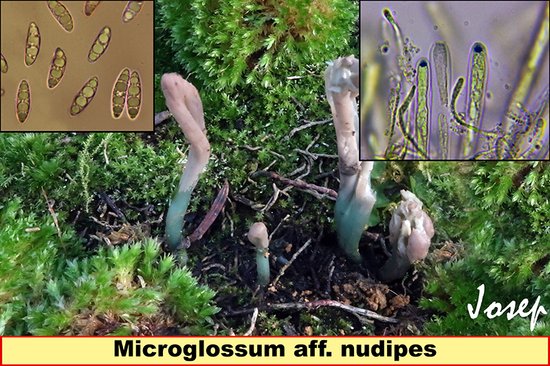 Microglossumnudipes.jpg