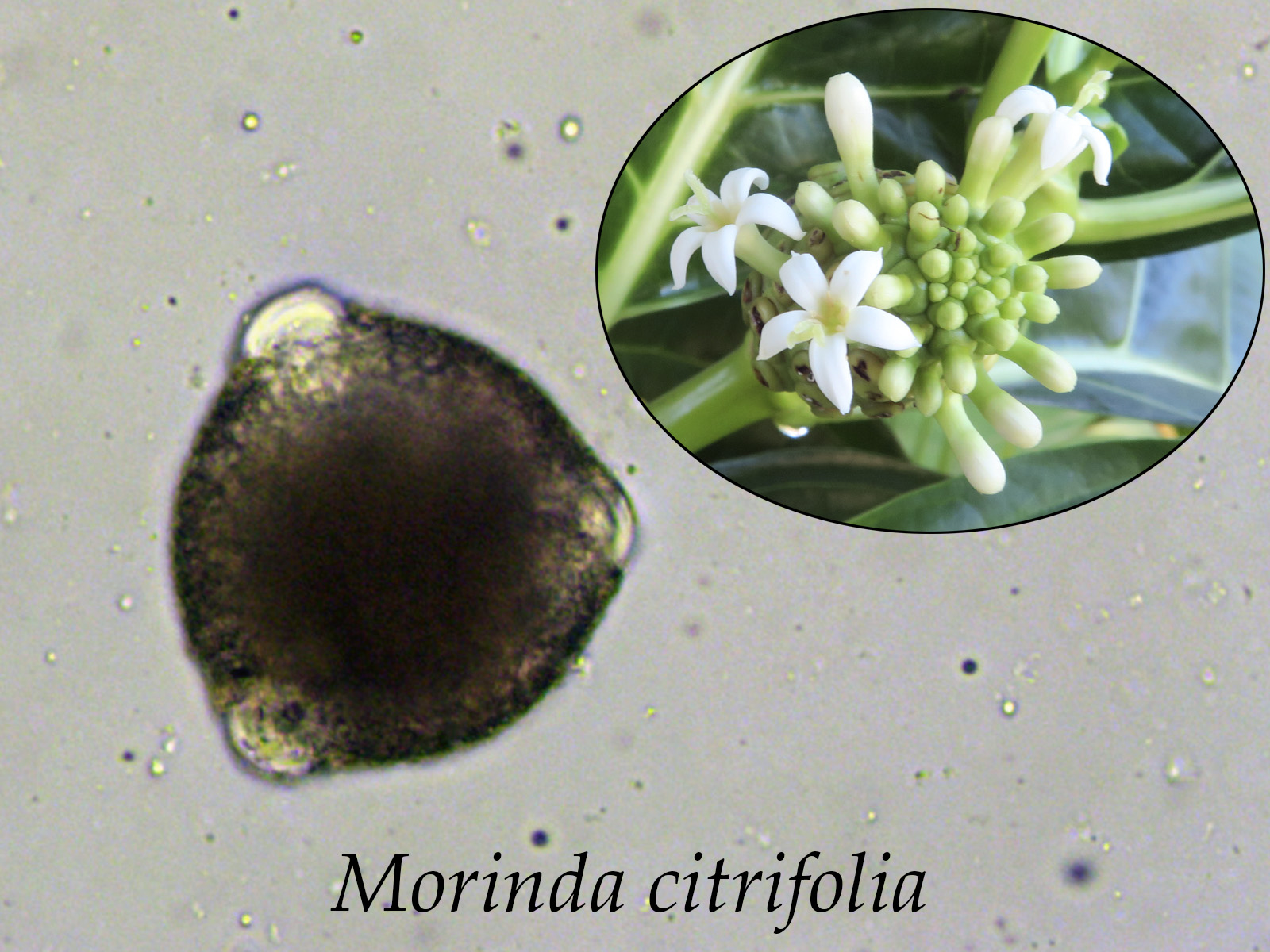 Morindacitrifolia.jpg