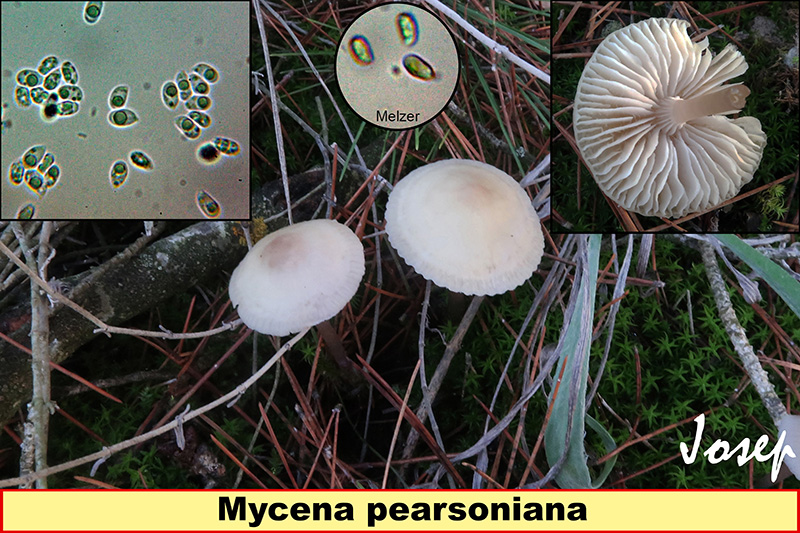 Mycenapearsoniana.jpg